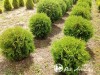 Tuja vakarinė  ,Globosa' (lot. Thuja occidentalis)